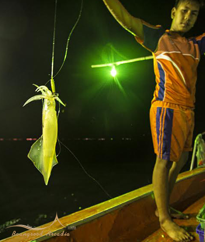 ตกปลาหมึกยามค่ำคืน